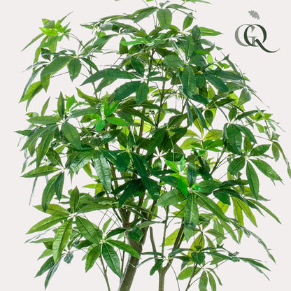 Kunstplant - Pachira Aquatica - Geldboom - 180 cm - Forestbloom