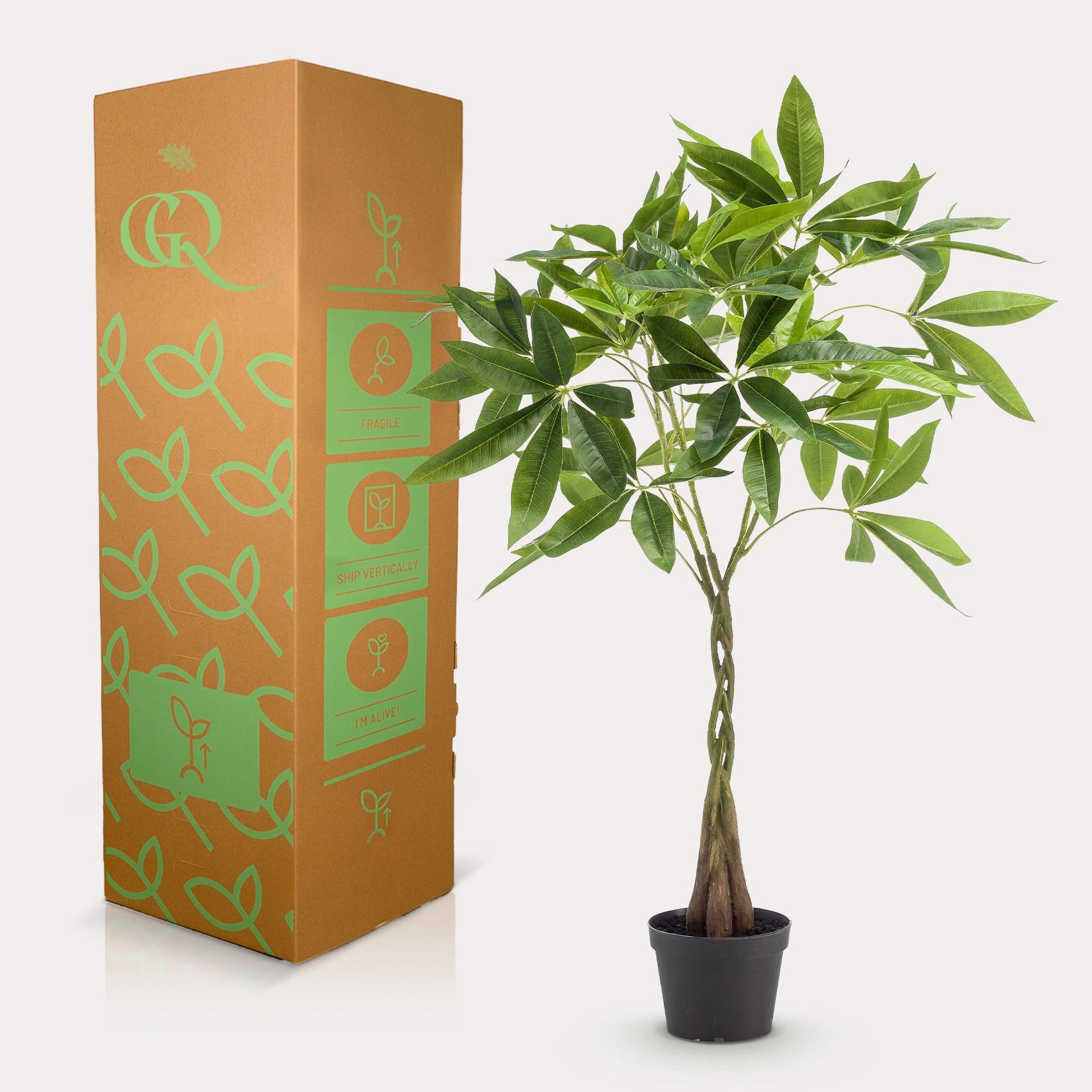 Kunstplant - Pachira aquatica - Geldboom - 90 cm - Forestbloom