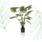 Kunstplant - Philodendron - 80 cm - Forestbloom