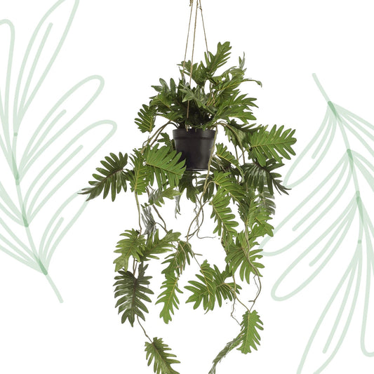 Kunstplant - Philodendron - Klimmende boomliefhebber - 80 cm - Forestbloom