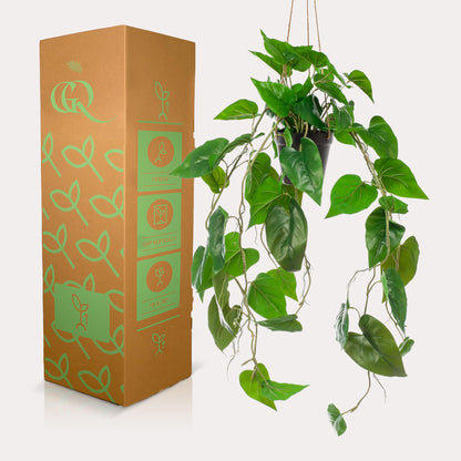 Kunstplant - Philodendron scandens - Klimmende Boomliefhebber - 80 cm - Forestbloom