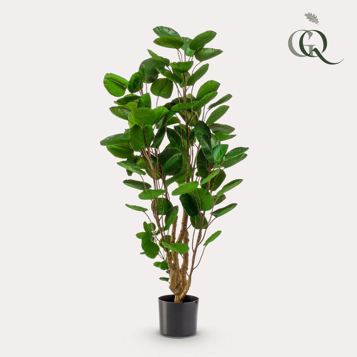 Kunstplant - Polyscias - Aralia - 105 cm - Forestbloom