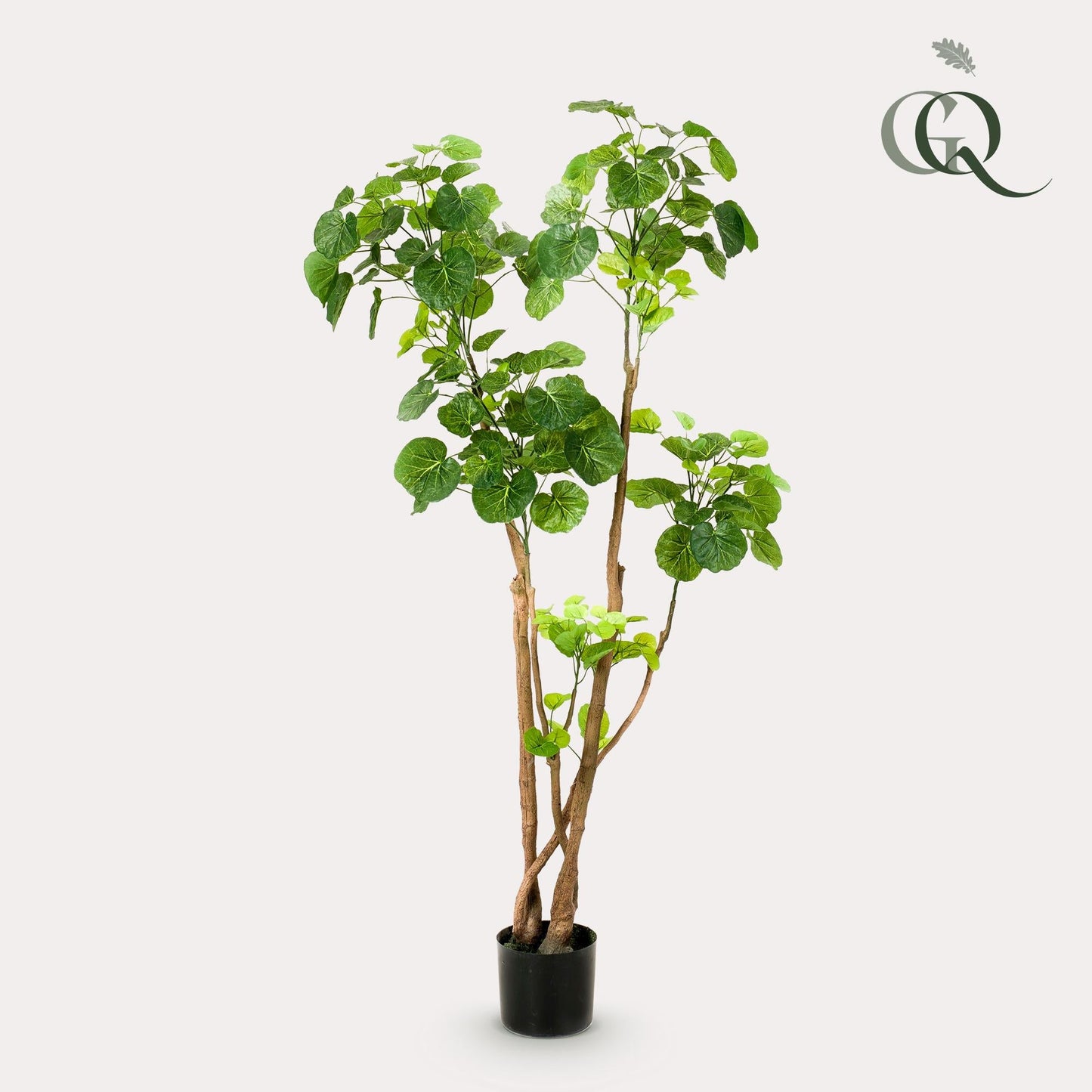Kunstplant - Polyscias - Aralia - 135 cm - Forestbloom