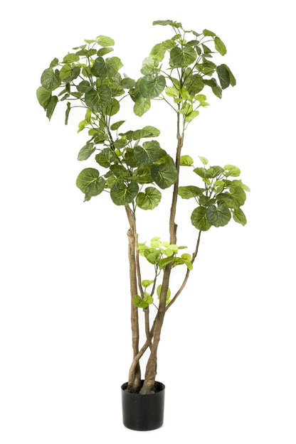 Kunstplant - Polyscias - Aralia - 135 cm - Forestbloom