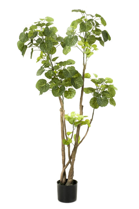 Kunstplant - Polyscias - Aralia - 135 cm - Forestbloom