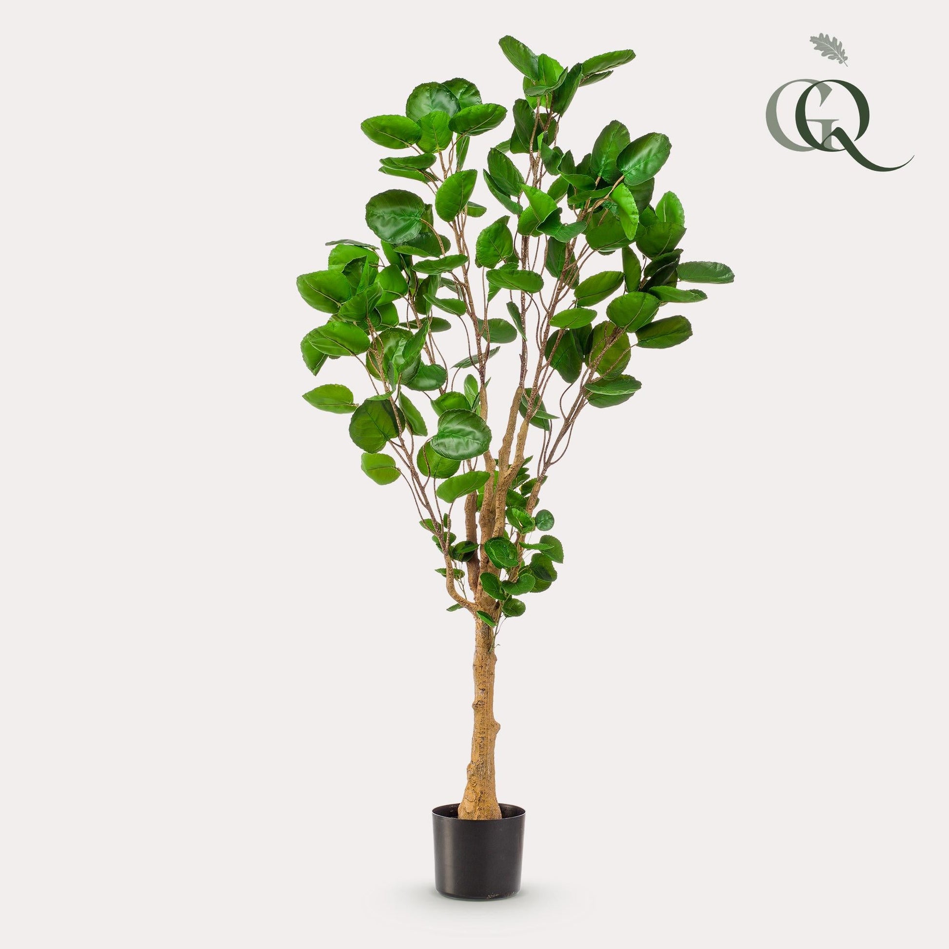 Kunstplant - Polyscias - Aralia - 150 cm - Forestbloom