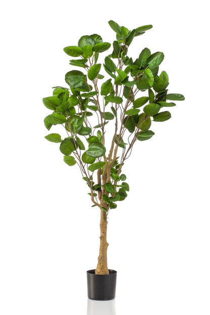 Kunstplant - Polyscias - Aralia - 150 cm - Forestbloom