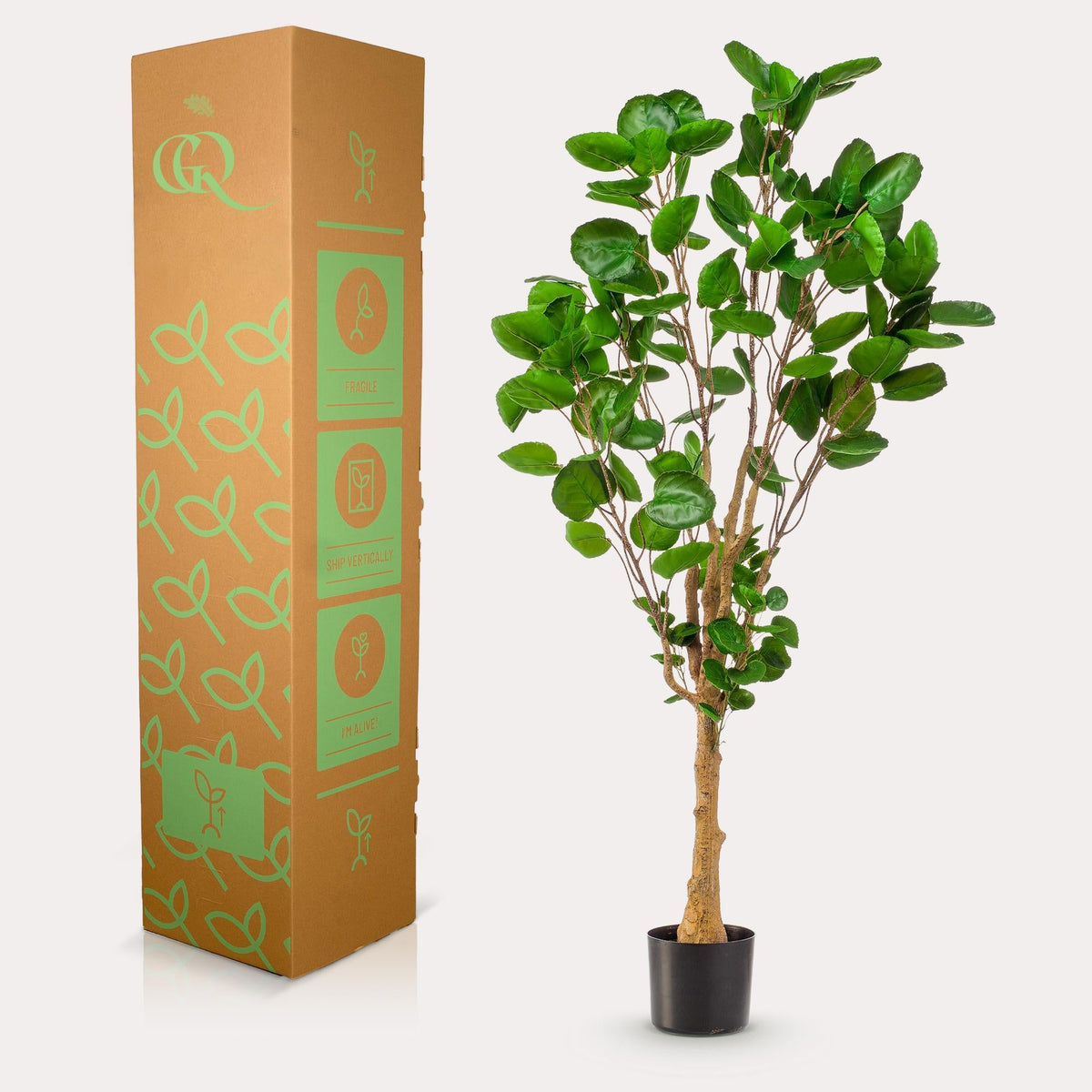 Kunstplant - Polyscias - Aralia - 150 cm - Forestbloom