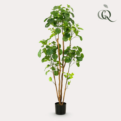 Kunstplant - Polyscias - Aralia - 160 cm - Forestbloom
