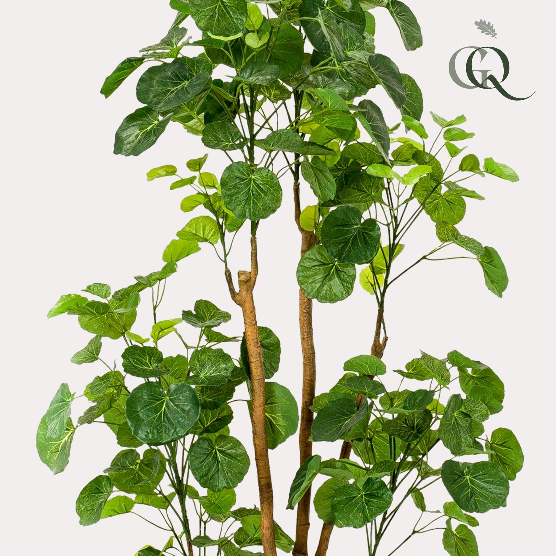 Kunstplant - Polyscias - Aralia - 160 cm - Forestbloom