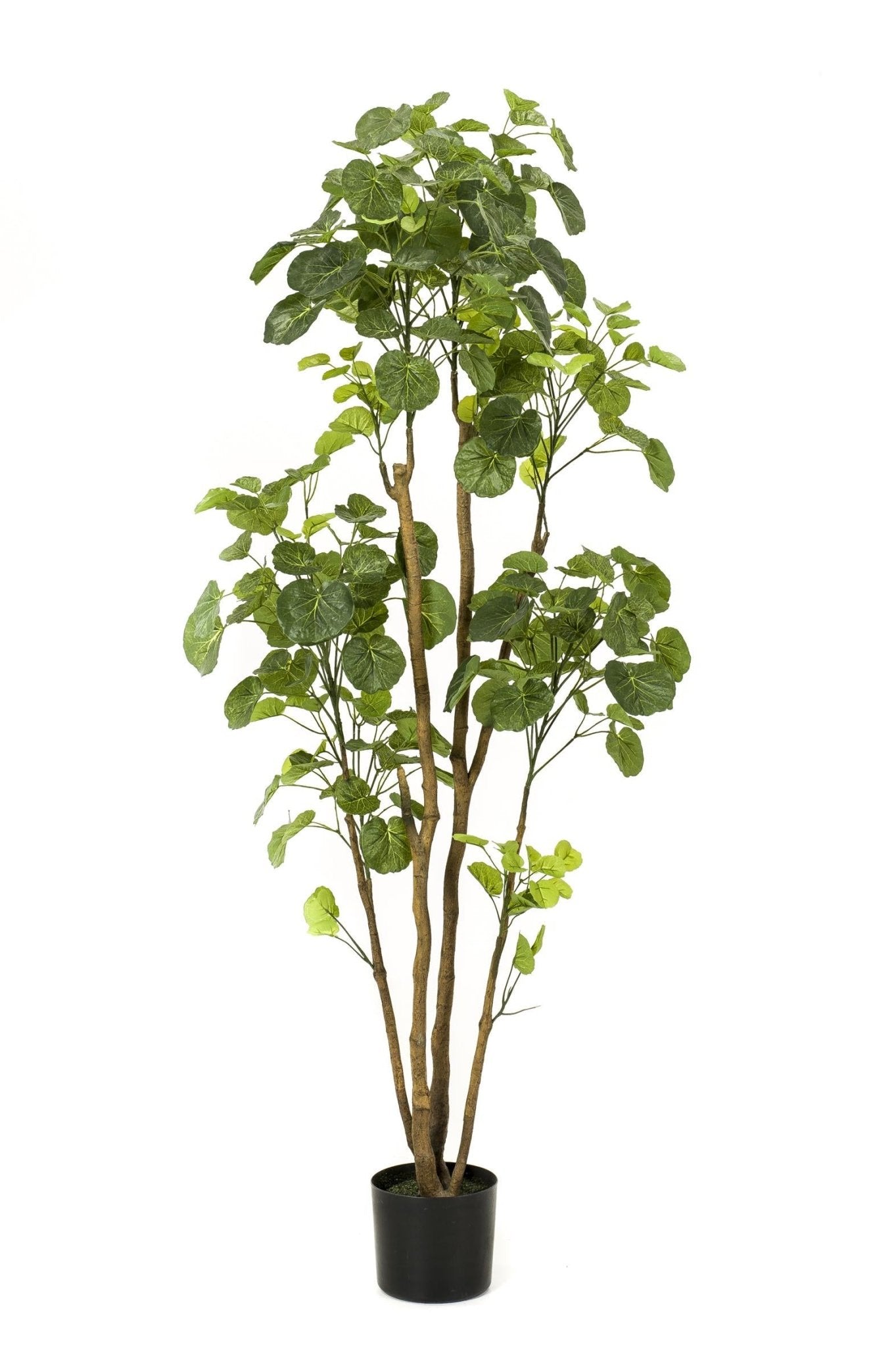 Kunstplant - Polyscias - Aralia - 160 cm - Forestbloom
