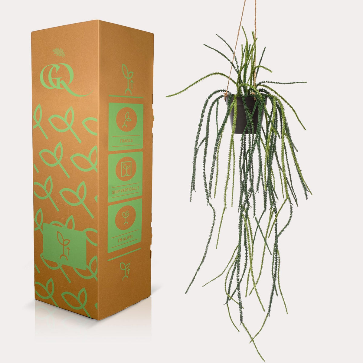 Kunstplant - Rhypsalis - Koraalcactus - 85 cm - Forestbloom