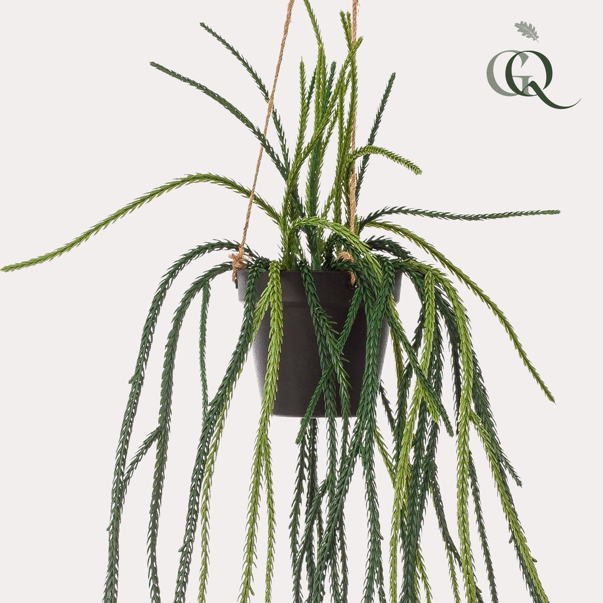 Kunstplant - Rhypsalis - Koraalcactus - 85 cm - Forestbloom