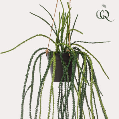 Kunstplant - Rhypsalis - Koraalcactus - 85 cm - Forestbloom