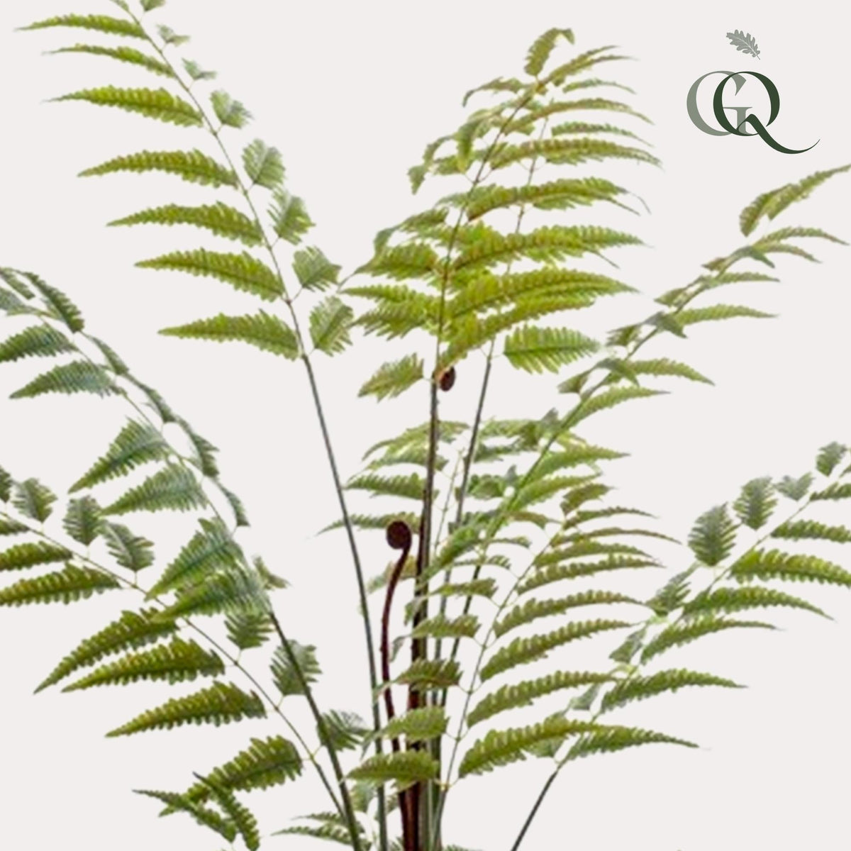 Kunstplant - Rumohra Adiantiformis - Ledervaren - 150 cm - Forestbloom