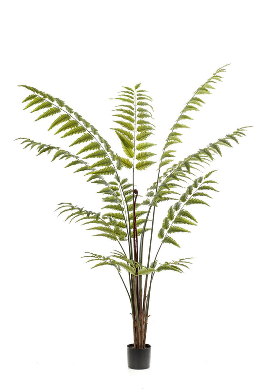 Kunstplant - Rumohra Adiantiformis - Ledervaren - 180 cm - Forestbloom
