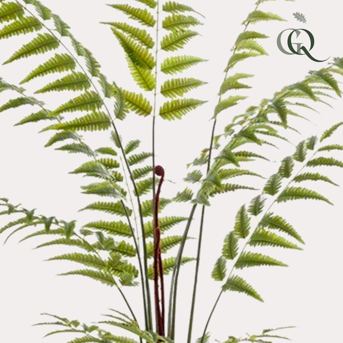 Kunstplant - Rumohra Adiantiformis - Ledervaren - 180 cm - Forestbloom