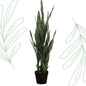 Kunstplant - Sanseveria black coral - Vrouwentong - 97 cm - Forestbloom