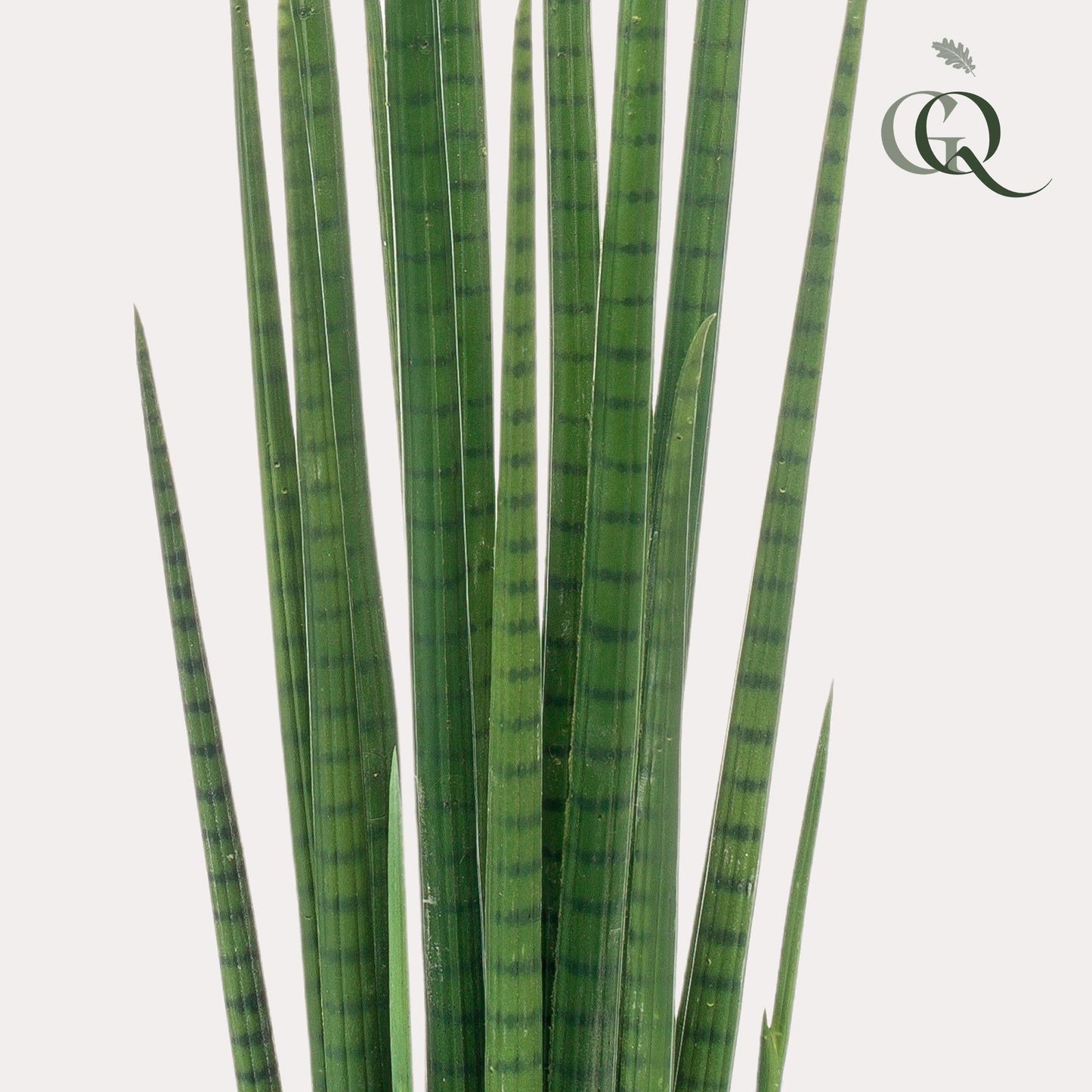 Kunstplant - Sanseveria Cylindrica - Vrouwentong - 70 cm - Forestbloom