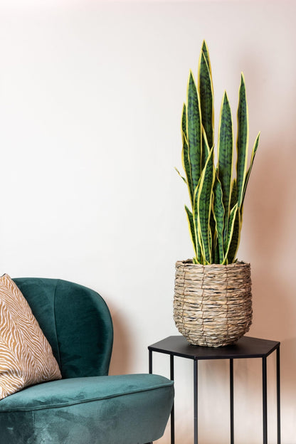 Kunstplant - Sanseveria Trifasciata - Vrouwentong - 97 cm - Forestbloom