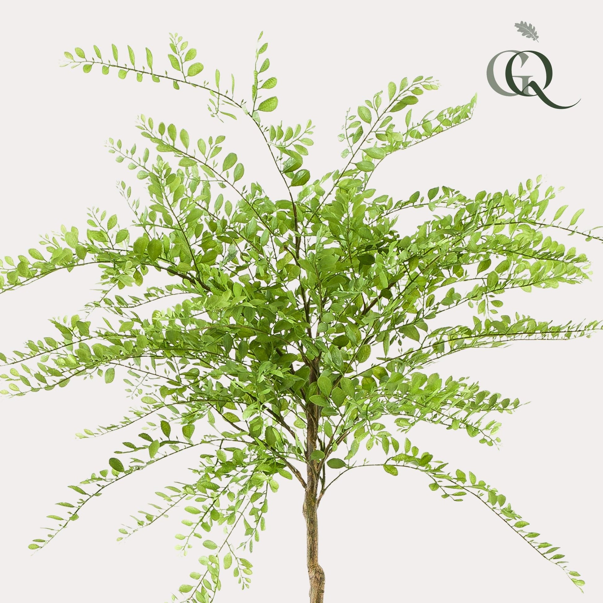 Kunstplant - Sophora tree - Honingboom - 190 cm - Forestbloom