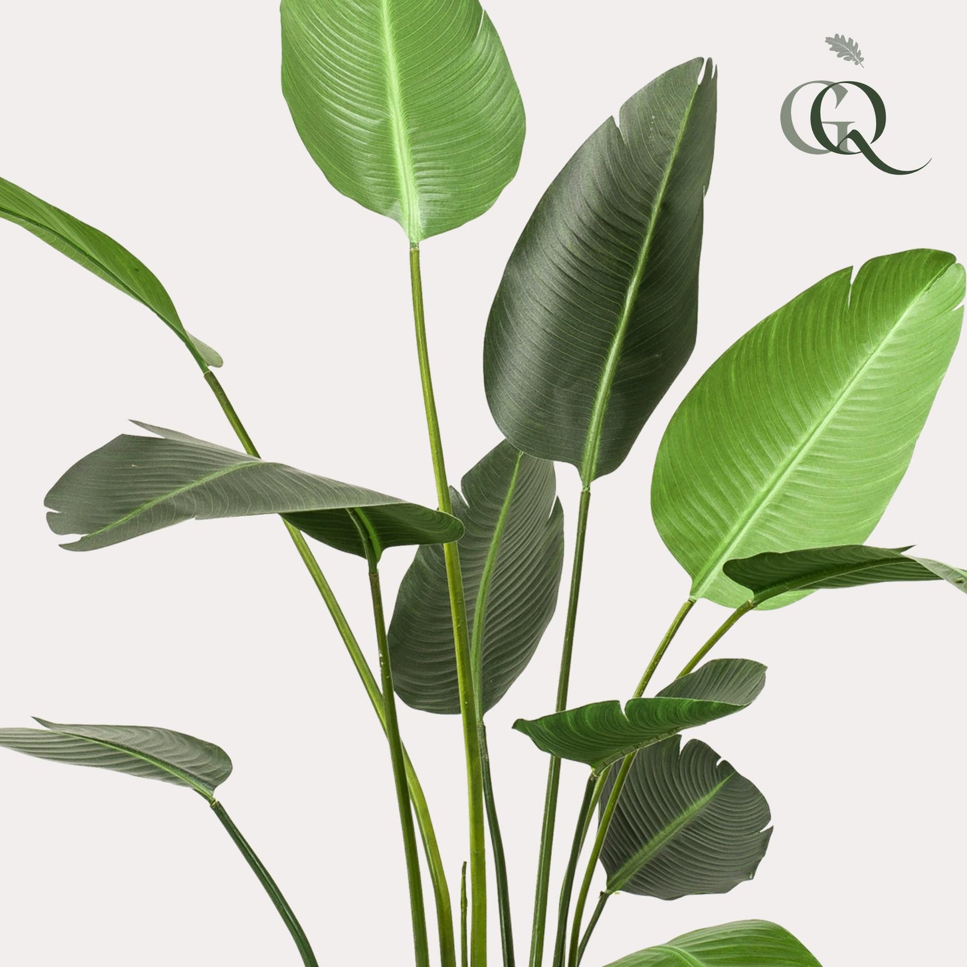 Kunstplant - Strelitzia Nicolai - Paradijsvogelbloem - 230 cm - Forestbloom
