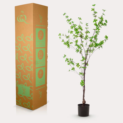 Kunstplant - Tropaeolum Speciosum - Oost Indische Kers - 150 cm - Forestbloom