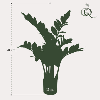 Kunstplant - Zamioculcas - Kamerpalm - 70 cm - Forestbloom