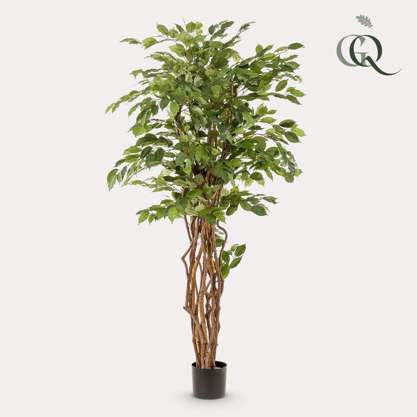 Kunstplant - Ficus liana  - Vioolbladplant - 170 cm - Forest Plants
