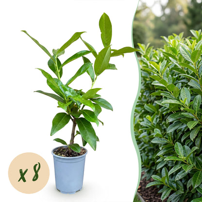 Laurierkers - 8x Prunus laur. Novita - Forestbloom