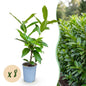 Laurierkers - 8x Prunus laur. Novita - Forestbloom