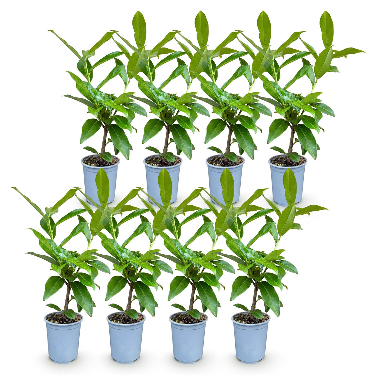 Laurierkers - 8x Prunus laur. Novita - Forestbloom