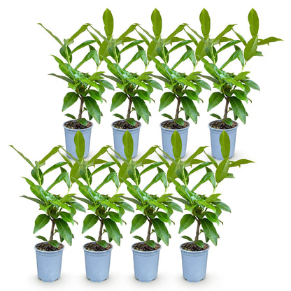 Laurierkers - 8x Prunus laur. Novita - Forestbloom