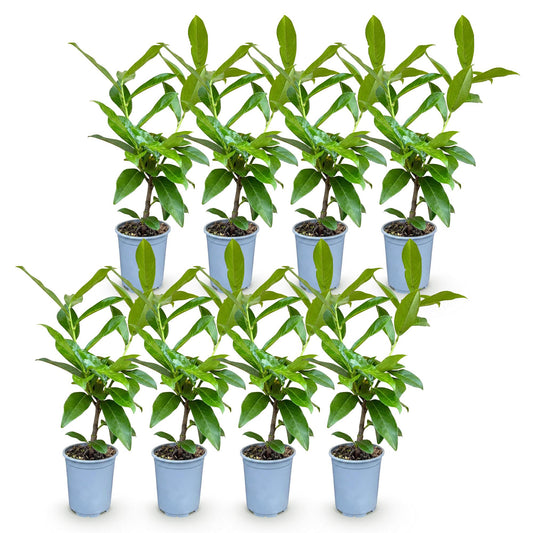 Laurierkers - 8x Prunus laur. Novita - Forestbloom