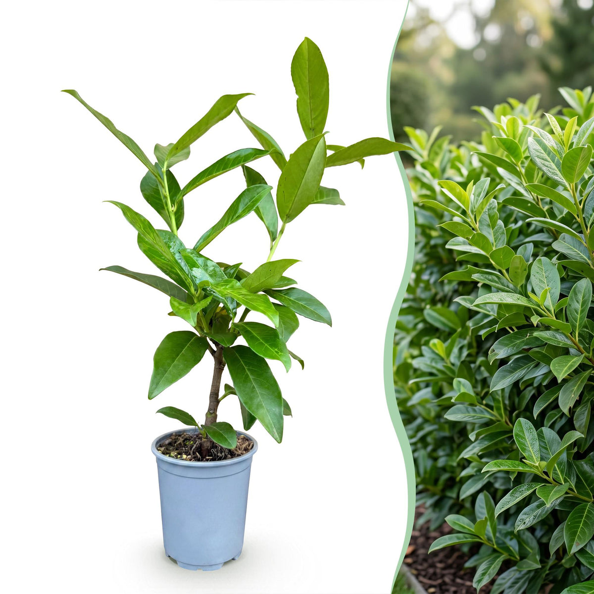 Laurierkers - 8x Prunus laur. Novita - Forestbloom