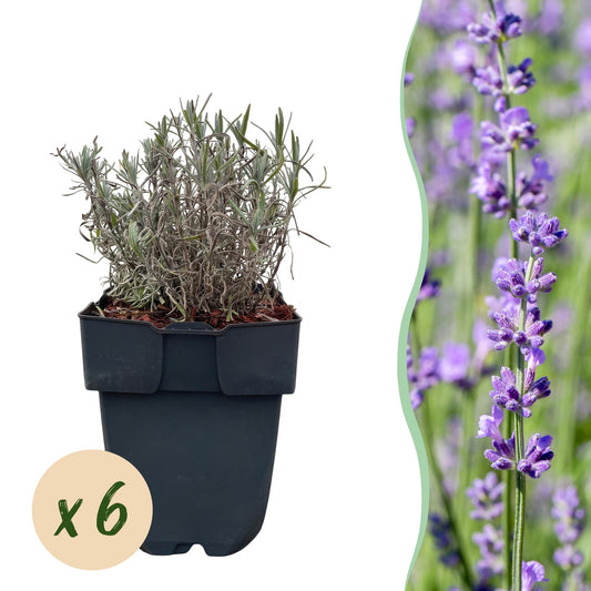 Lavandula angustifolia Hidcote - 6 planten - 1 strekkende meter - Forestbloom