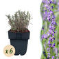 Lavandula angustifolia Hidcote - 6 planten - 1 strekkende meter - Forestbloom