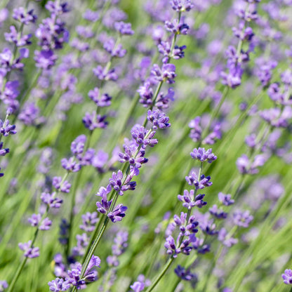 Lavandula angustifolia Hidcote - 6 planten - 1 strekkende meter - Forestbloom