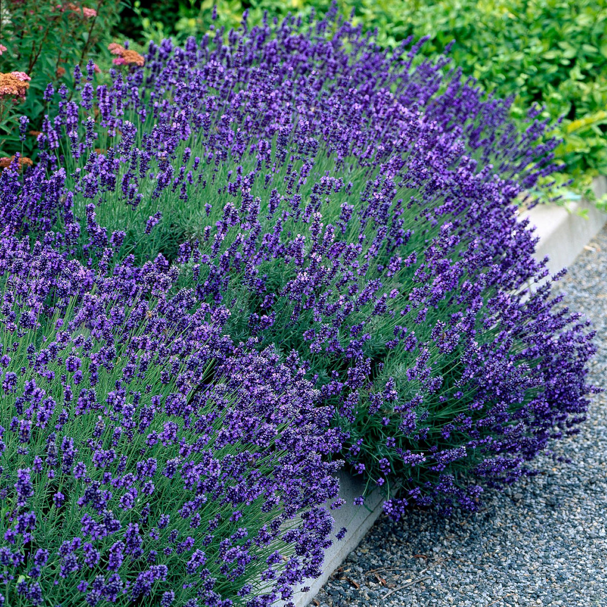 Lavandula angustifolia Hidcote - 6 planten - 1 strekkende meter - Forestbloom