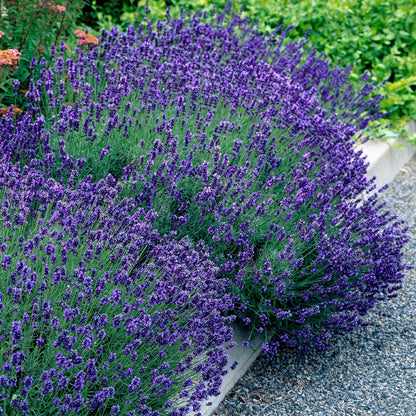 Lavandula angustifolia Hidcote - 6 planten - 1 strekkende meter - Forestbloom