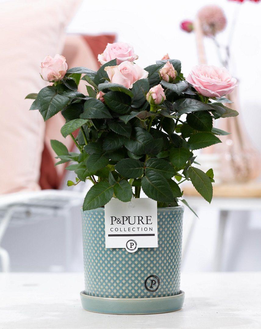 Lichtroze rozen in P&PURE Lauren pot - Forestbloom