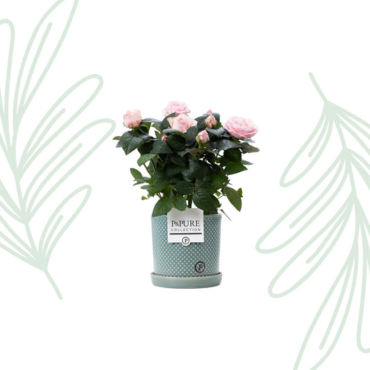 Lichtroze rozen in P&PURE Lauren pot - Forestbloom