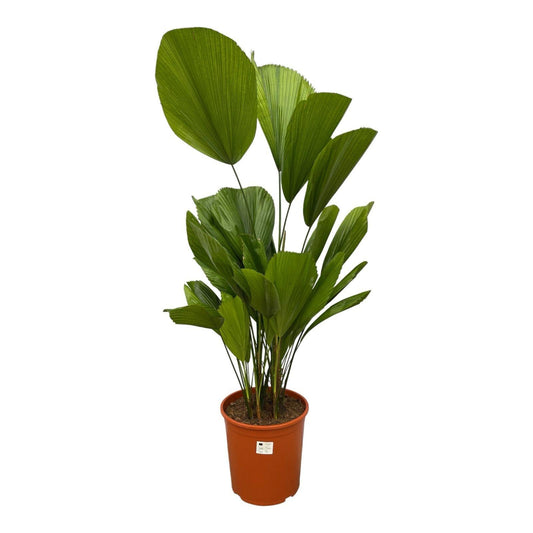 Licuala Grandis - 100 cm - Forestbloom