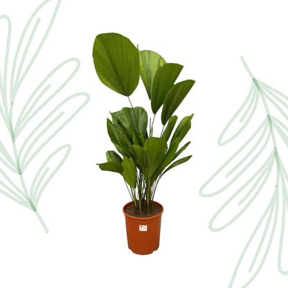 Licuala Grandis - 100 cm - Forestbloom