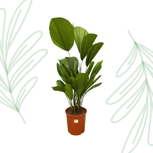 Licuala Grandis - 100 cm - Forestbloom