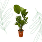 Licuala Grandis - 100 cm - Forestbloom