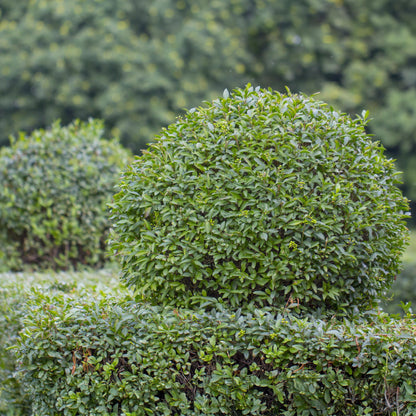 Ligustrum ovalifolium - 6 planten - 1 strekkende meter - Forestbloom