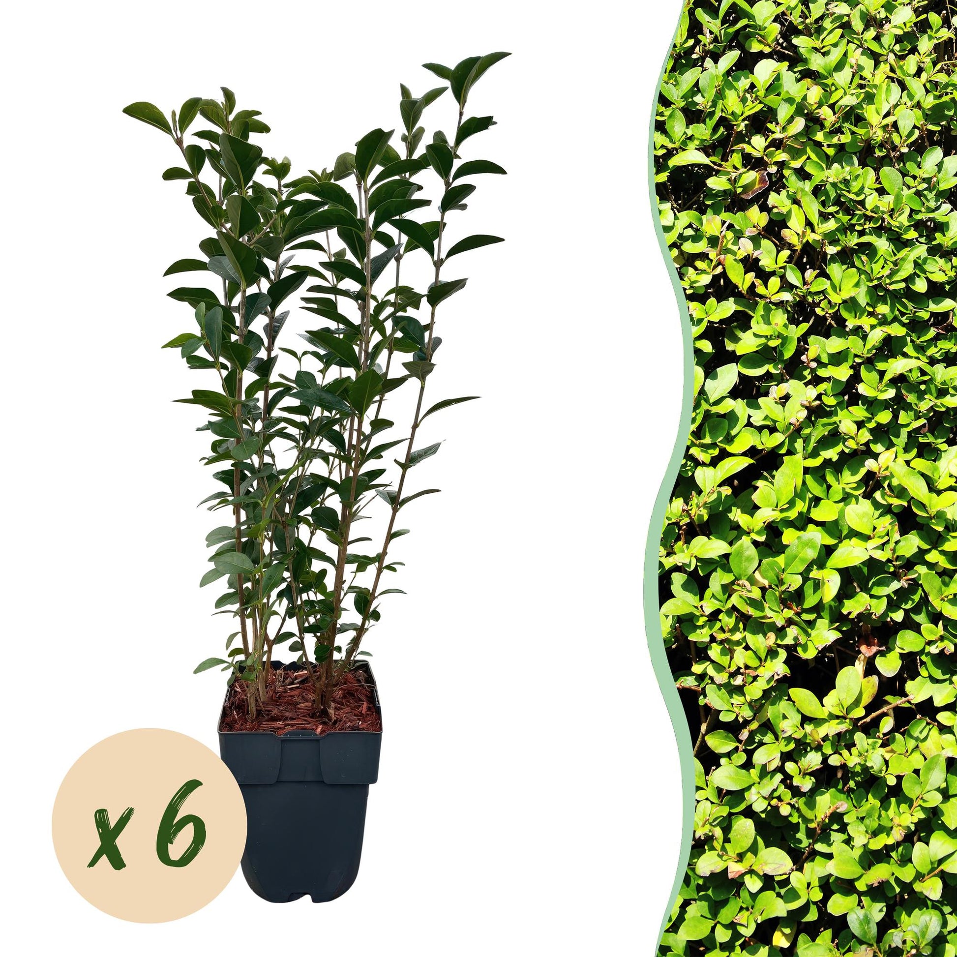 Ligustrum ovalifolium - 6 planten - 1 strekkende meter - Forestbloom