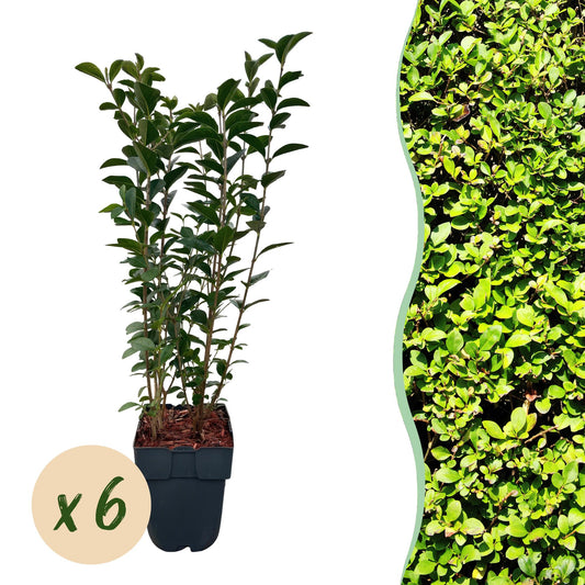 Ligustrum ovalifolium - 6 planten - 1 strekkende meter - Forestbloom