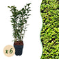Ligustrum ovalifolium - 6 planten - 1 strekkende meter - Forestbloom